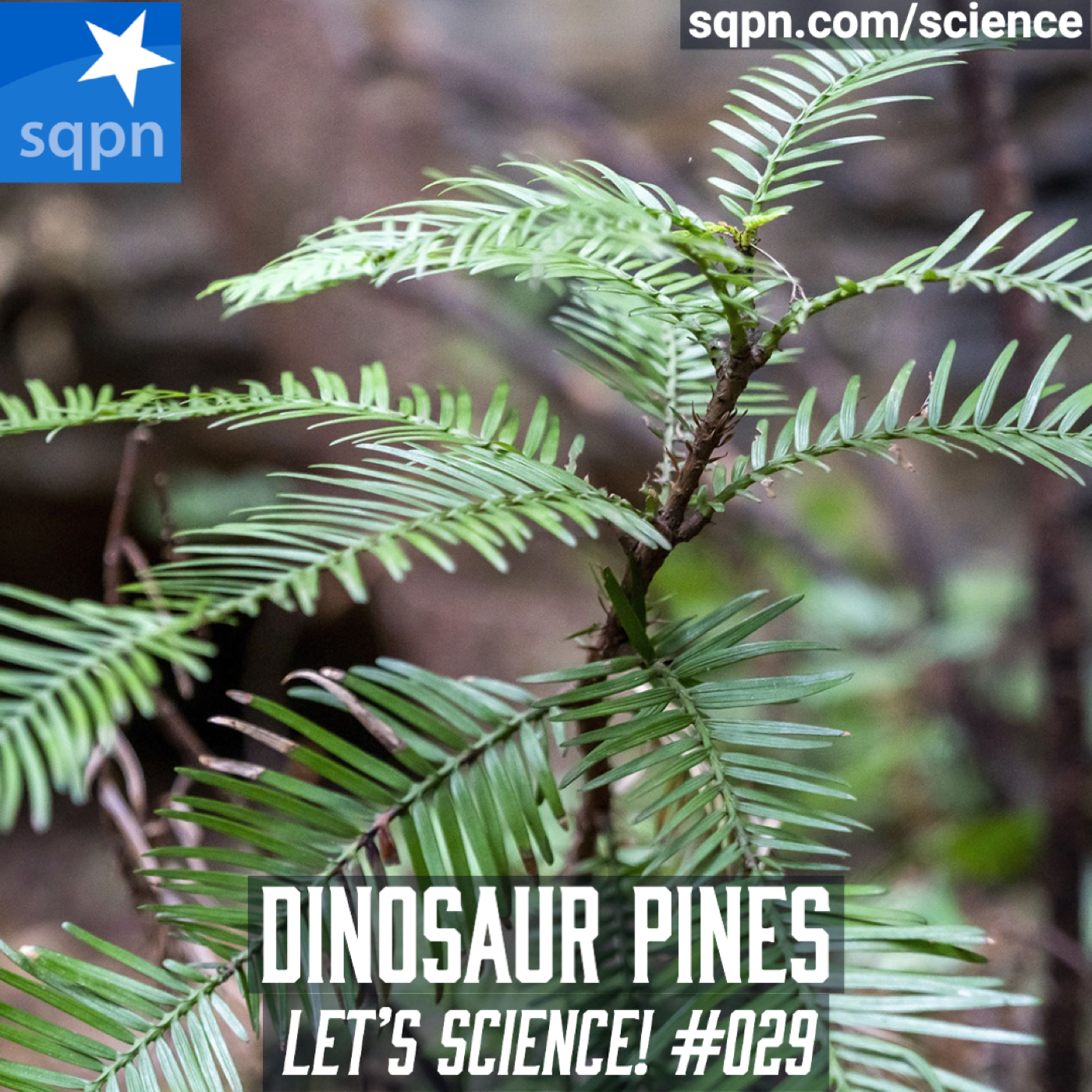 Dinosaur Pines